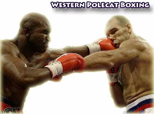 Western Polecat Boxing